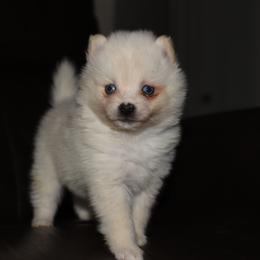 Belle - White female Pomsky puppy in Coos Bay, Oregon from Ocean View Pomskies