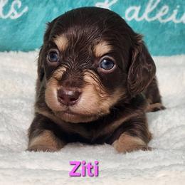 Ziti - Chocolate and tan female Dachshund puppy in Mount Sherman, Kentucky from Kaleidoscope Dachshunds and Whippets