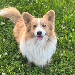 Gryff - Pembroke Welsh Corgi