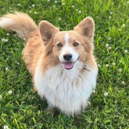 Gryff - Pembroke Welsh Corgi