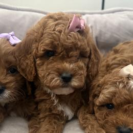 Girl 2 - Red female Cavapoo puppy in Corona, California from SoCal Cavapoo's