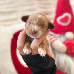 Sweetheart - Caramel red female Australian Labradoodle puppy in Palmdale, California from Doodles_Ko