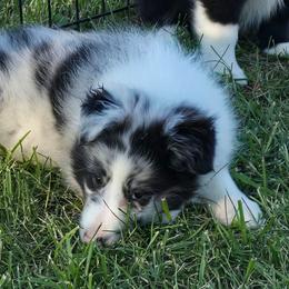 Giggles - Blue merle and white male Shetland Sheepdog puppy in Luray, Missouri from Krayola Shelties