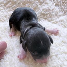 Pocket Besgle Male - Black white and tan male Beagle puppy in Gentry, Arkansas from HC Puppy Ranch