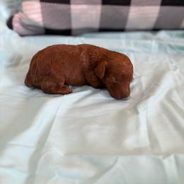 Baby pink - Apricot female Poodle puppy in Meyersdale, Pennsylvania from Annie’s Toy Poodles