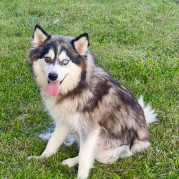 Wonder - Pomsky