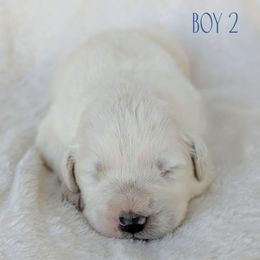 Boy 2 - White male Great Pyrenees puppy in Yakima, Washington from Naches Heights Ranch