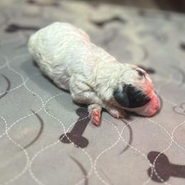 Boy 4 - Parti male Poodle puppy in Quitman, Mississippi from P&D Palace