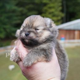 Beaux - Orange sable male Pomeranian puppy in Kingston, Georgia from Southern Charm Poms