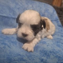 Boy 2 - Liver and white male Shih Tzu puppy in Montrose, Colorado from Gnomies Furry Friends