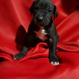 Ellie - Black female Great Dane puppy in Walker, Louisiana from La Rebel Danes