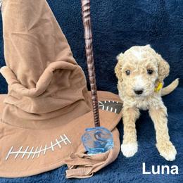 Luna - Cream female Goldendoodle puppy in Conroe, Texas from Tails of Cypress