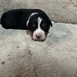 Batman - Black tri-color male Australian Shepherd puppy in Terryville, Connecticut from Spirited Aussies