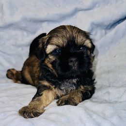 George - Sable male Shih Tzu puppy in Kettering, Ohio from LaDawn’s Little Lions