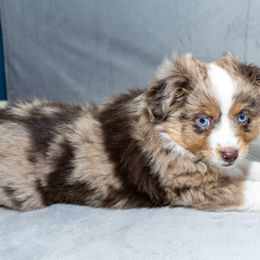 Toy Australian Shepherd Puppies from Tater Tails Toy Aussies