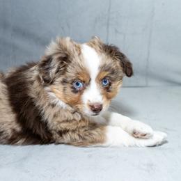 Toy Australian Shepherd Puppies from Tater Tails Toy Aussies