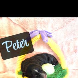 Peter - male Golden Mountain Doodle puppy in Victoria, Texas from Deidre's Golden Mountain Doodles
