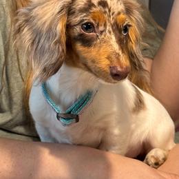 Kinky - Dachshund