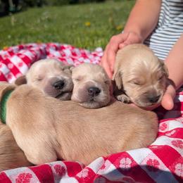 Cody - Golden male Golden Retriever puppy in Colville, Washington from Rosehaven Homestead