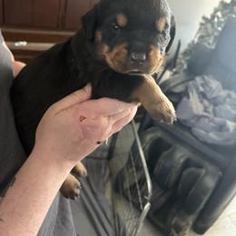 Baby boy - Black and mahogany male Rottweiler puppy in Colorado Springs, Colorado from Von Locher Rotties