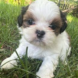 Boy 1 - Sable and white male Shih Tzu puppy in Tenino, Washington from Fantasy Realm Shih Tzus