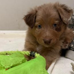 Charming - Red merle male Australian Shepherd puppy in East Hartford, Connecticut from CT Aussies
