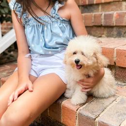 Dusty - Cream male Poodle puppy in Graham, North Carolina from Cyndi’s Poodles