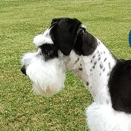 Baby Cade - Miniature Schnauzer