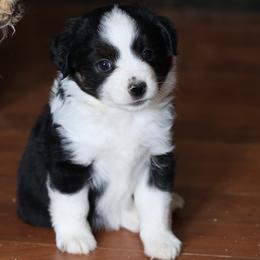 Hazel - Black tri female Miniature Australian Shepherd puppy in Gretna, Virginia from Adams Acres Cattle Dogs