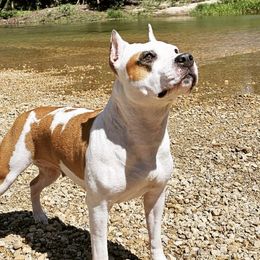 Cactus - American Staffordshire Terrier