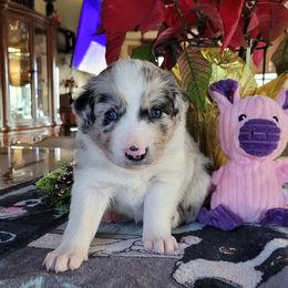 Winter - Slate merle female Border Collie puppy in Morgan, Texas from Shooting Star Ranch