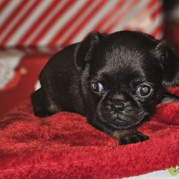 Girl 2 - Black and tan female Brussels Griffon puppy in Huntsville, Alabama from Tammy's Brussels