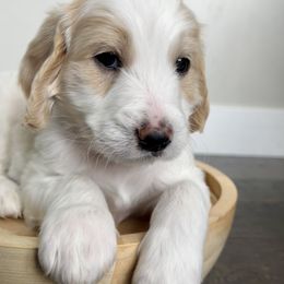 Goldendoodle Puppies from Snugglesndoodles