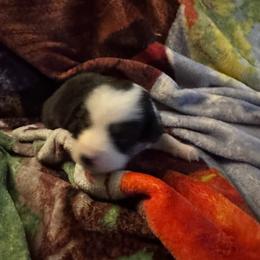 Dandy - Black tri male Miniature Australian Shepherd puppy in Rensselaer, Indiana from Geri's Dogs