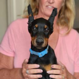 Mint collar - Black and rust female Doberman Pinscher puppy in Byron Center, Michigan from Steel Haus Dobermans