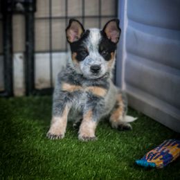 Anatolian Shepherd Dog and Australian Cattle Dog Puppies from 4D Cattle Dogs