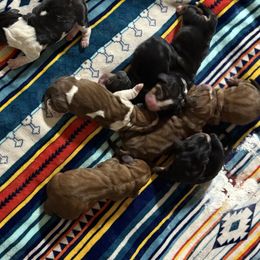 Sophie - Mahogany and white female Basset Hound puppy in Springfield, Missouri from Baylee’s Bassets