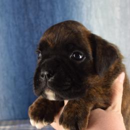 Cadogans Viking - Brindle male Boxer puppy in Clinton, Iowa from Cadogans Boxers