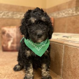 Merlin pka Emmett - Phantom Bernedoodle puppy in Knoxville, Tennessee from Bright Side Doodles