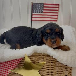 Onyx - Merle male Cavapoo puppy in Knoxville, Tennessee from Duke’s Forever Doodles