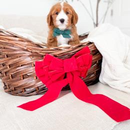 Bernedoodle and Cavapoo Puppies from Wonderful World Doodles