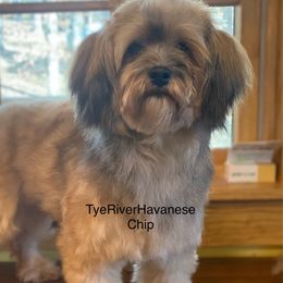 Chip - Havanese