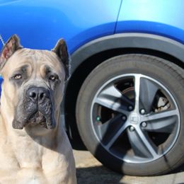 Chandler - Cane Corso