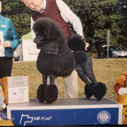 Moana - Poodle