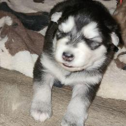 Girl 1 'Lilith' orange collar - Black and white female Alaskan Malamute puppy in Grayson County, Virginia from River Bend Malamutes