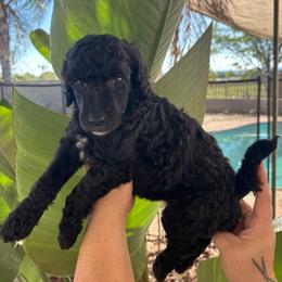 Venus-Girl 5 - Black female Poodle puppy in Calimesa, California from Teakwood Poodles of SoCal