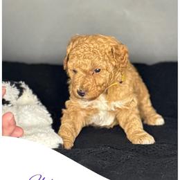 Florence - Red  female Goldendoodle puppy in Danville, Virginia from Stella’s Stunning Goldendoodles of VA