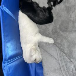 Miniature Schnauzer Puppies from Jones Fam Paws
