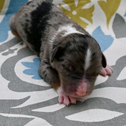 Lord Gillingham - Blue merle male Miniature American Shepherd puppy in Damascus, Oregon from Rebel Soul Minis