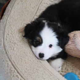 Dancer - Black tri male Toy Australian Shepherd puppy in Albia, Iowa from J Bar M Toy and Mini Aussies